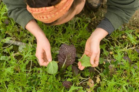 Student working with plants